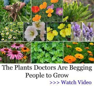 Herbs, healthy living, healthy foods,